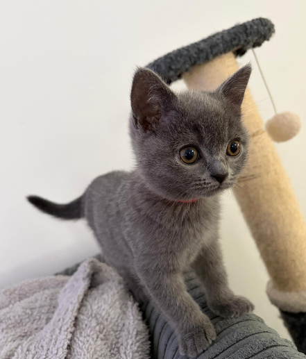 Beautiful  British Shorthair Kittens – 1 Male & 1 Female Available