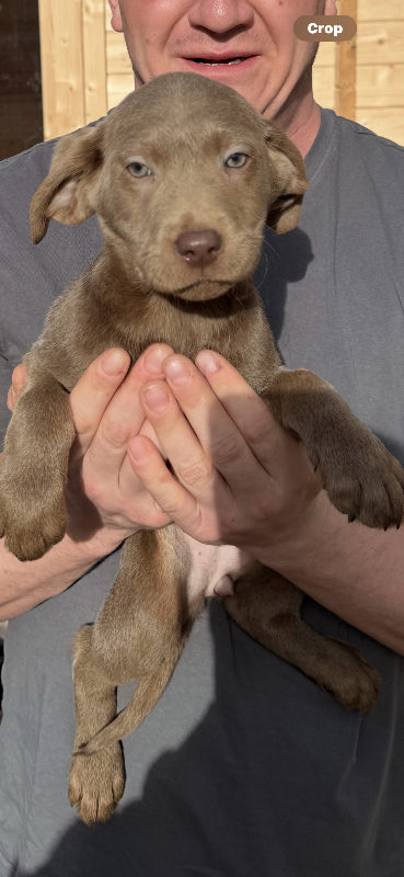 Gorgeous silver Labradors