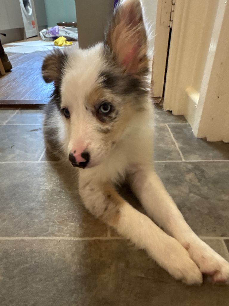 White/blue merl Border collie