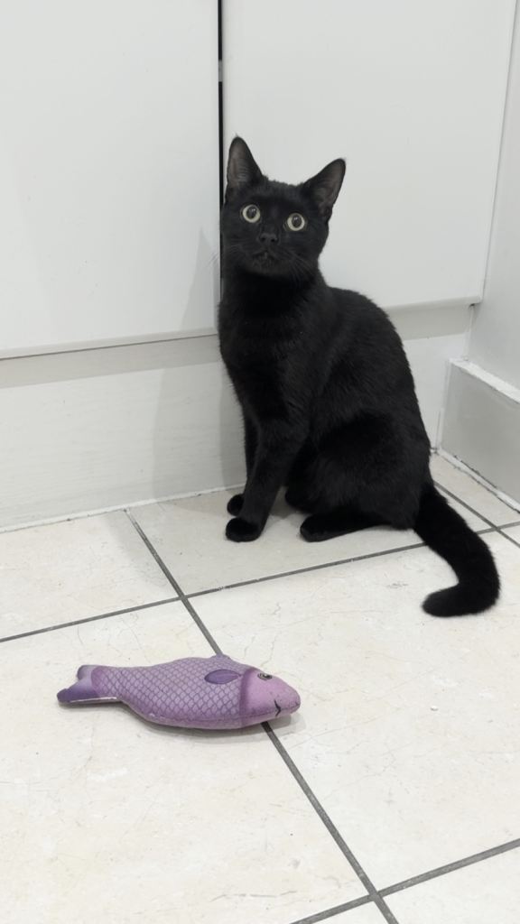 7 month old kitten bombay 