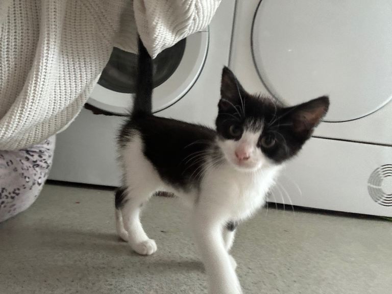 1 males kittens ready to leave now 