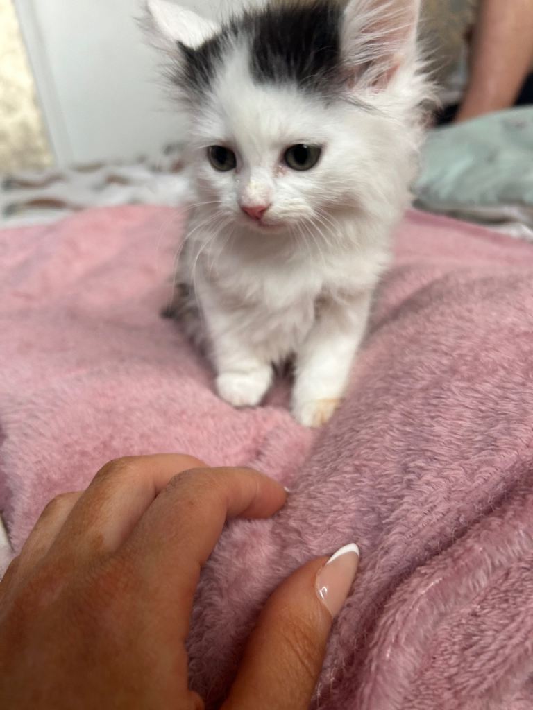 Long haired kitten ready to go 