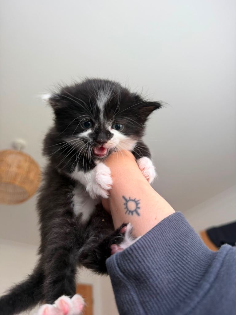 Kittens need a loving home