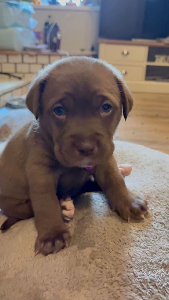 Lab x cane corso puppies