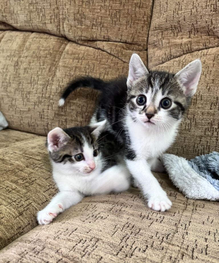 Very beautiful ,affectionate  tabby kittens, one boys and one girl left,  looking for a loving home.