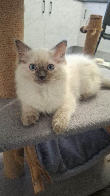 Ragdoll kittens available now!!