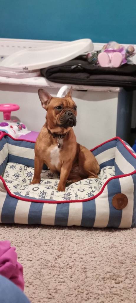 Frenchie female