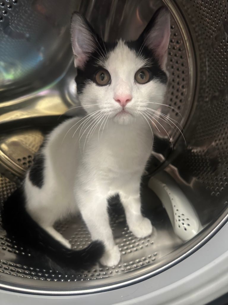 Male kitten 4 months 