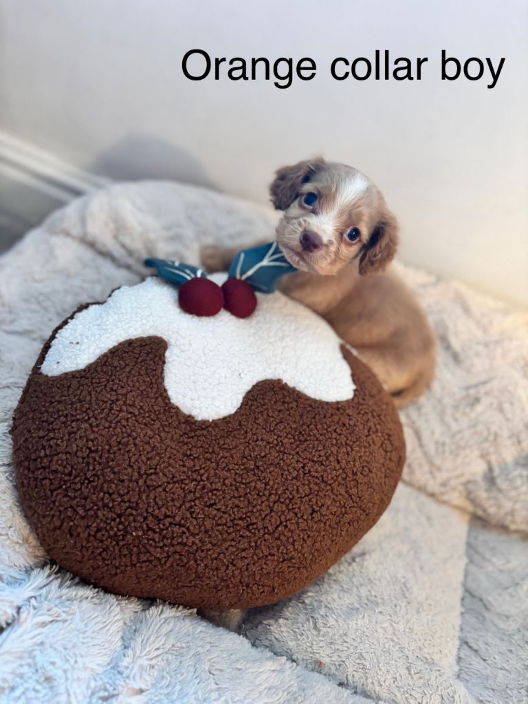 🐾 Gorgeous F1b Sprocker Spaniel Puppies – 5 Males Ready on the 18th December 🐾