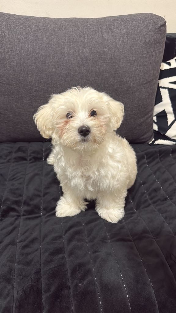 Bichon Maltese (the last picture is the father for him)