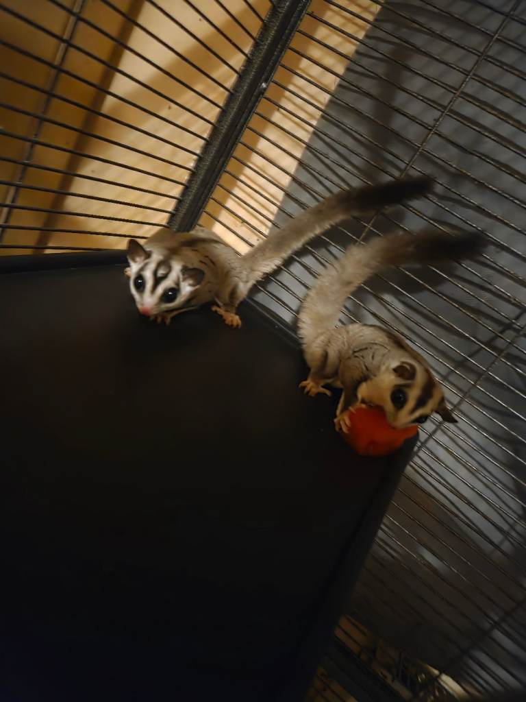 3 sugar gliders 
