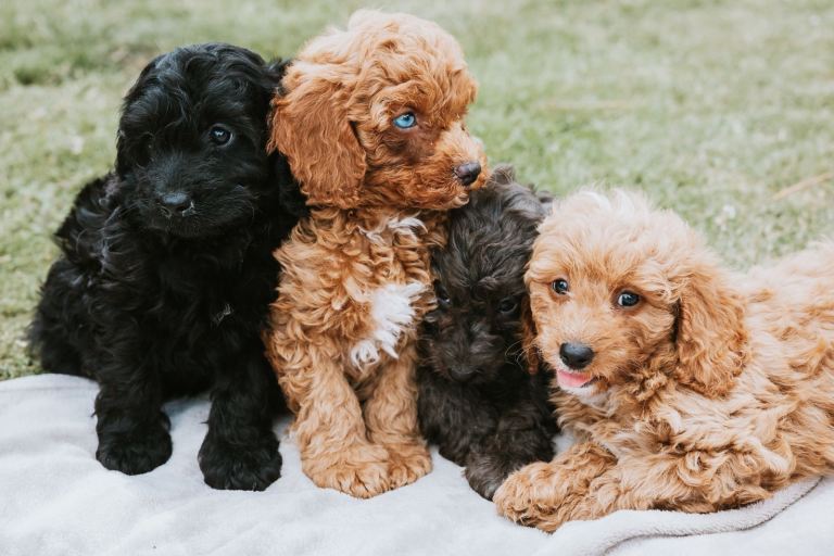 F1 Miniature Cavapoo Puppies For Sale