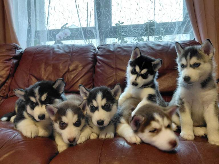 Husky puppies for sale