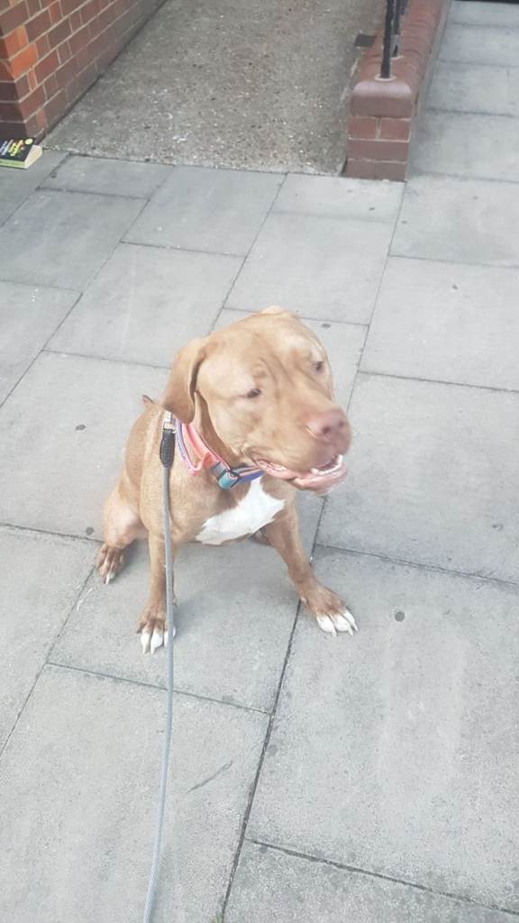 Presa canario 