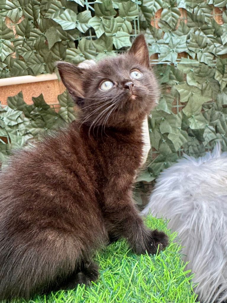 SEMI LONG HAIRED  MALE KITTEN