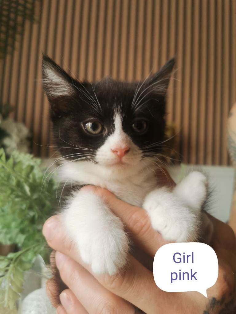 3 kittens for sale 