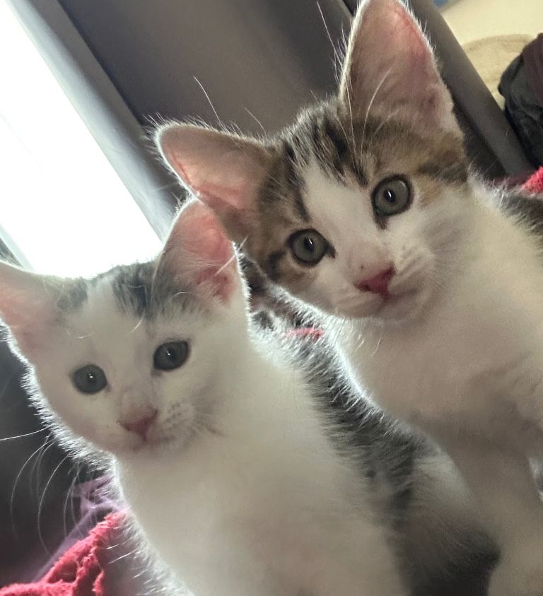 4 cute kittens for sale 