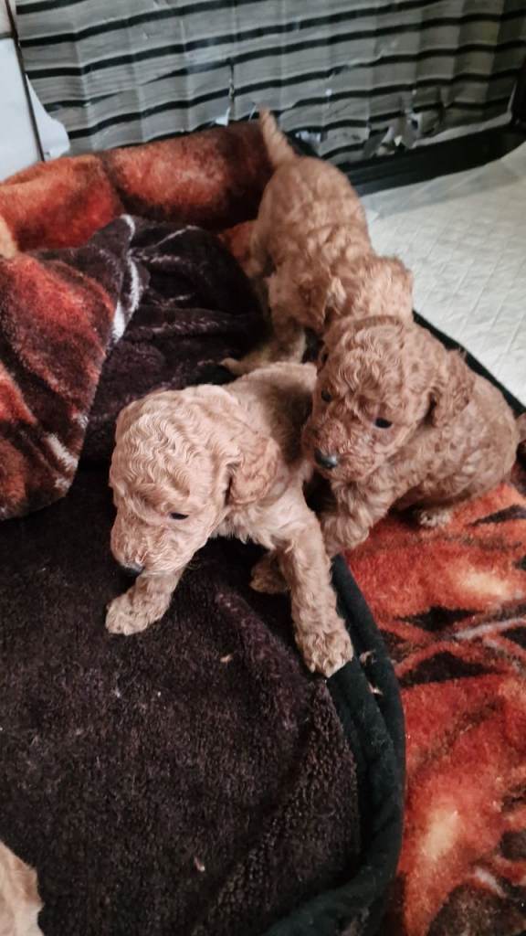 Beautiful F1b cockapoo puppies