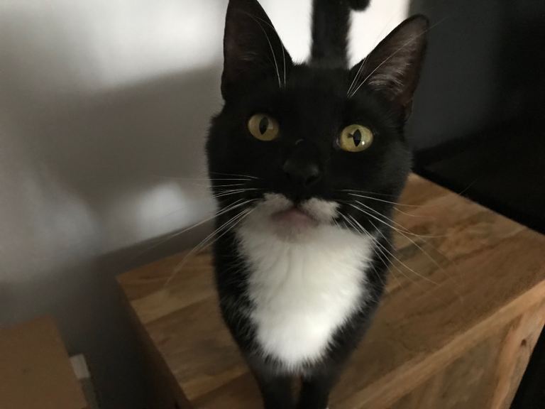 Male Cat