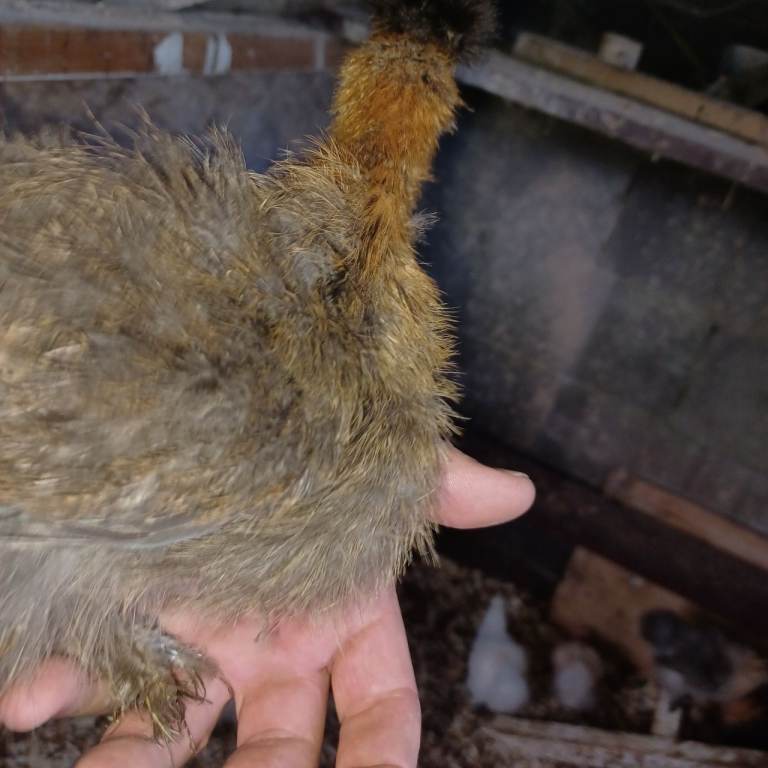 Pure bred silkies 