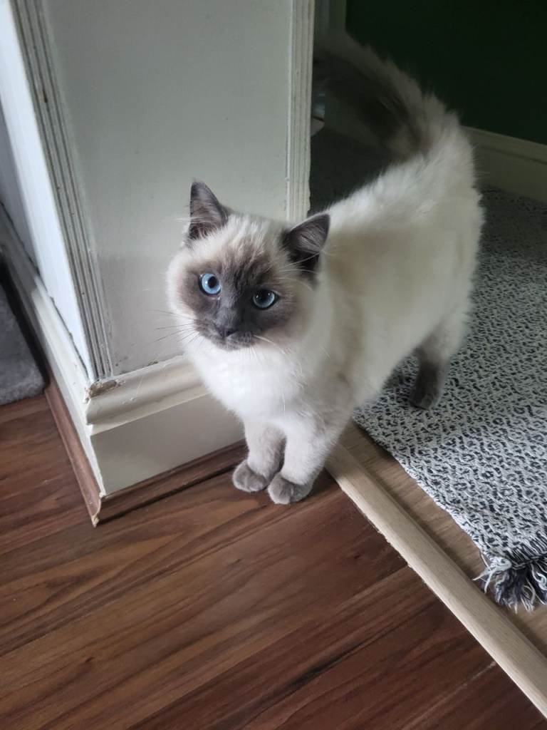 Ragdoll kitten 5 month Old