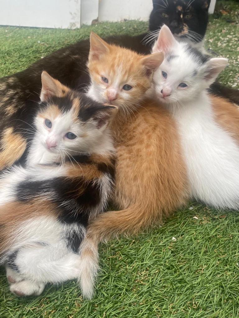 Cute & Friendly Kittens Ready for Their Forever Homes 🐾❤️ Ginger and black ginger