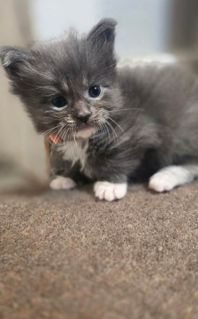 Cats maine coons
