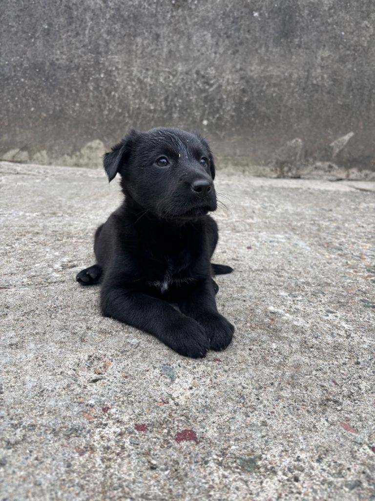 Lab/collie pups