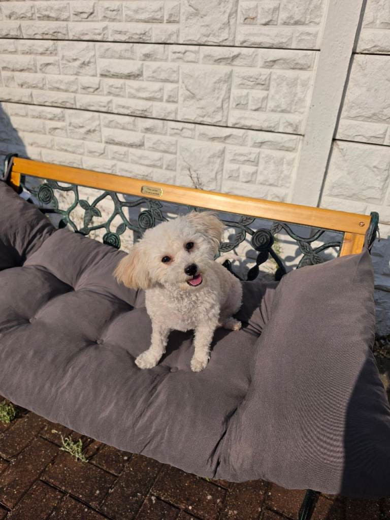Poochon dog 