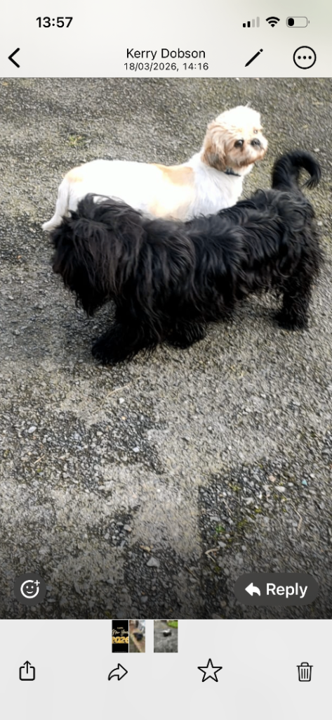 Bichon frise black cross bred male puppy 9 months old