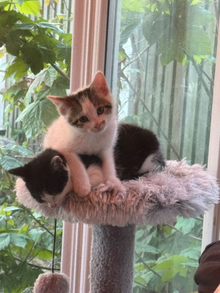 Kittens 