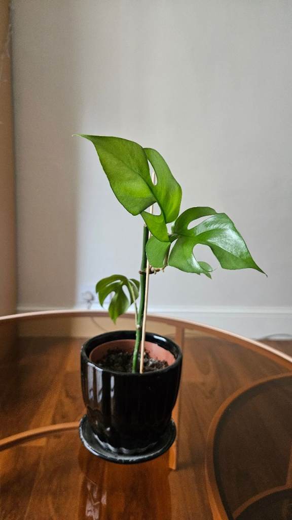 Healthy Monstera plantt