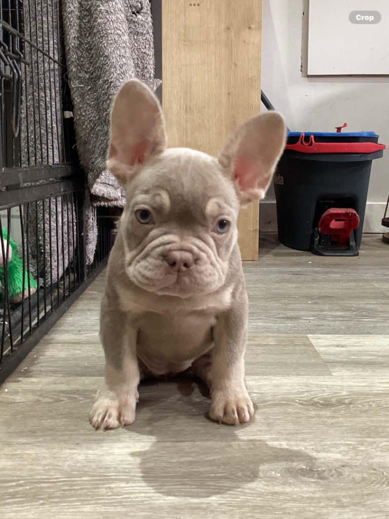 French bulldog puppies (fluffy)