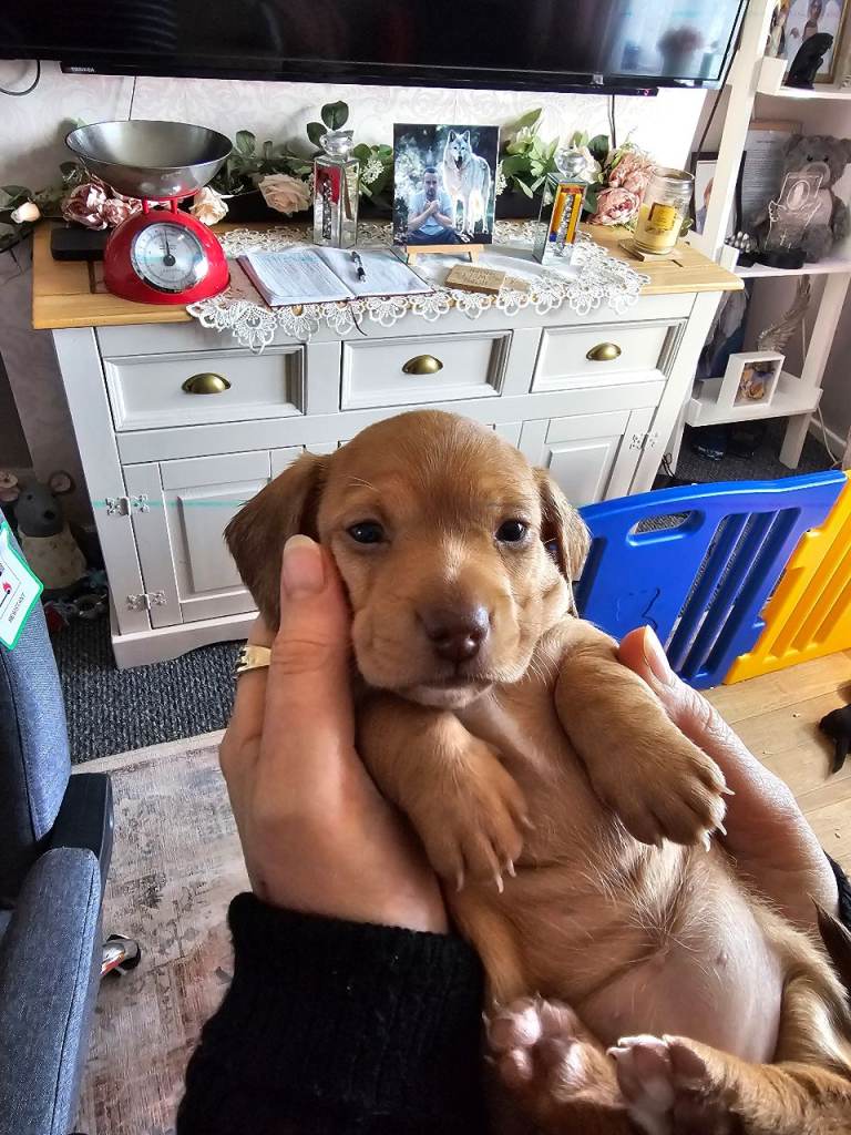 Mini dachshund puppies
