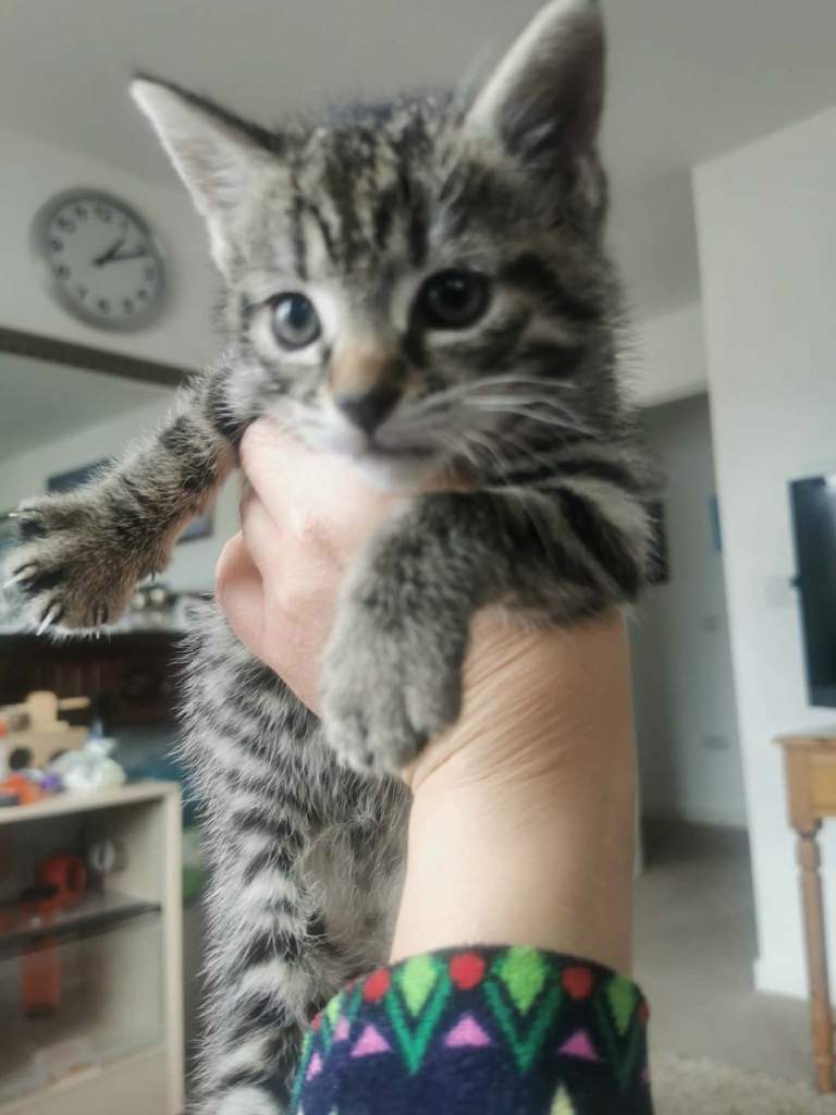 Kittens