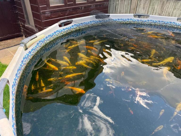 Koi for sale
