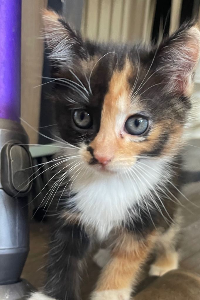 4 female mixed breed kittens ❤️