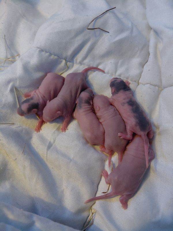 Topeard&dumbos more pictures soon all together have about 32 babies from different litters 