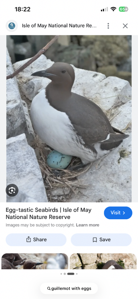 Large replica guillemot eggs various shades 