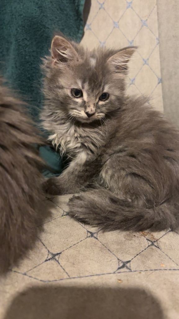 KITTENS FOR SALE