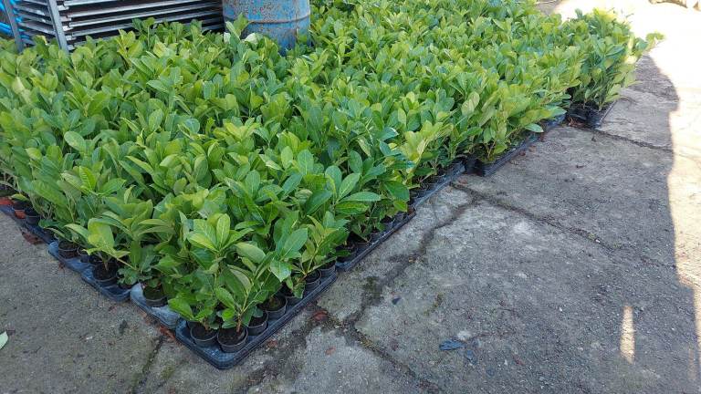 Laurel Hedging 