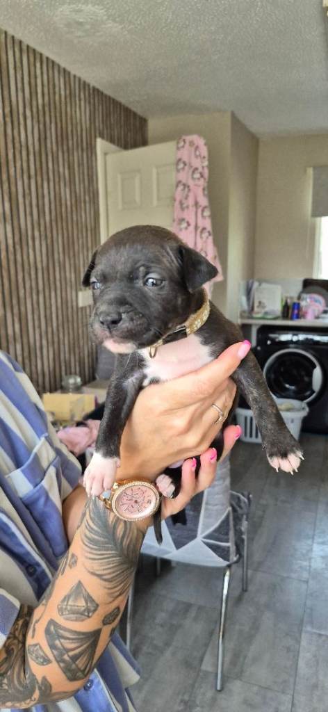 Staffordshire bull terrier 