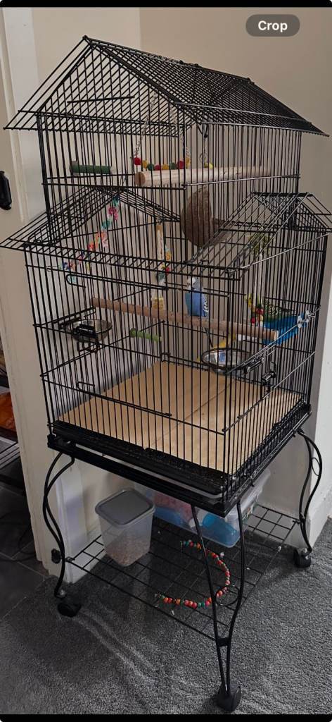 Budgies and cage for sale 