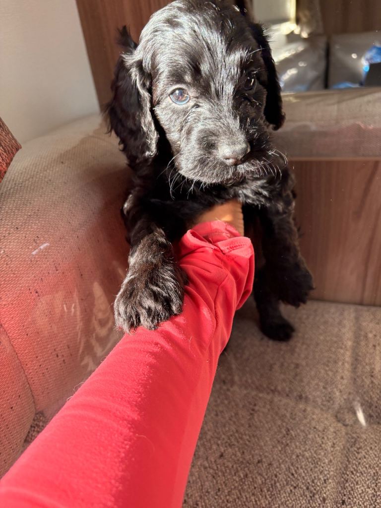 Stunning F1 Cockapoo Boy