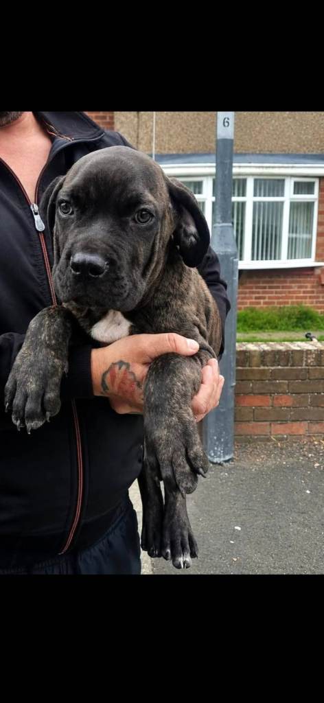 Beautiful puppy Cane corso