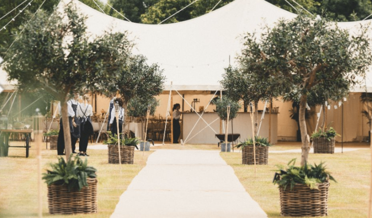 Real Olive 🫒 Trees for Events  Purchase/Hire 🌿🎊