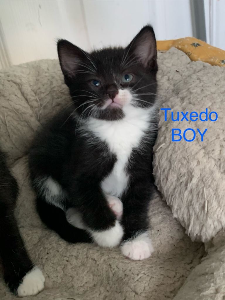 Kittens ready for new homes 