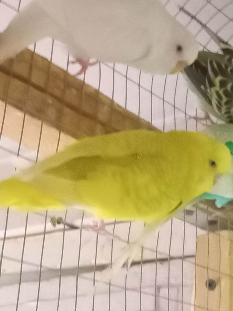 budgie and cage for sale