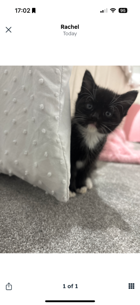 Black and white Boy £100 & All black girl £70 Kittens (8 weeks) 