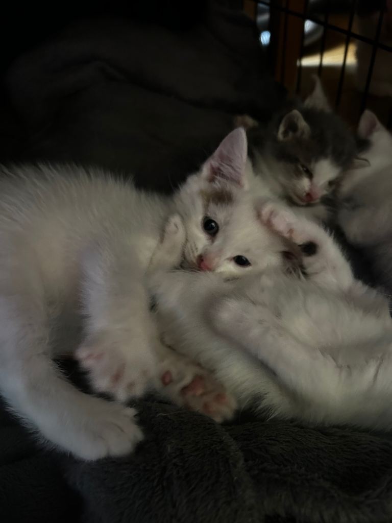 White Male kitten 